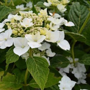 Hydrangea macrophylla 'Lanarth White' (L) 40-60 cm